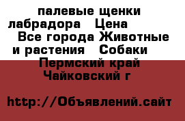 палевые щенки лабрадора › Цена ­ 30 000 - Все города Животные и растения » Собаки   . Пермский край,Чайковский г.